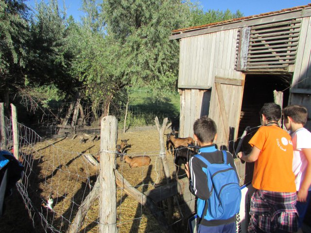 Állatok világnapja