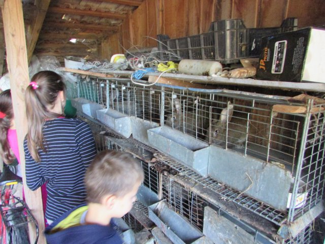 Állatok világnapja