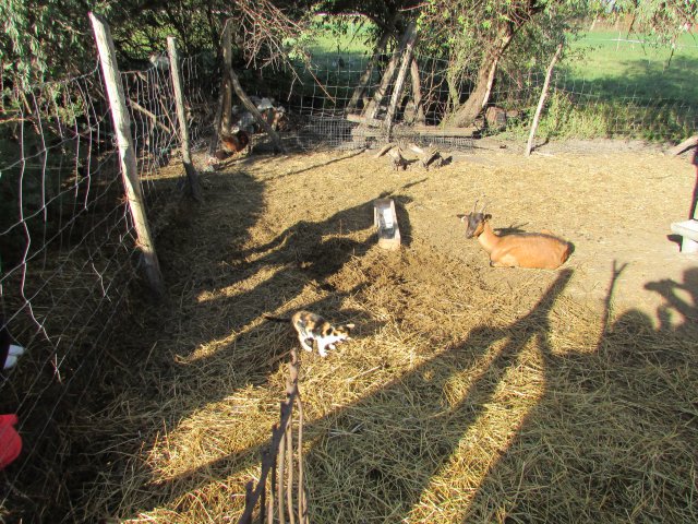 Állatok világnapja