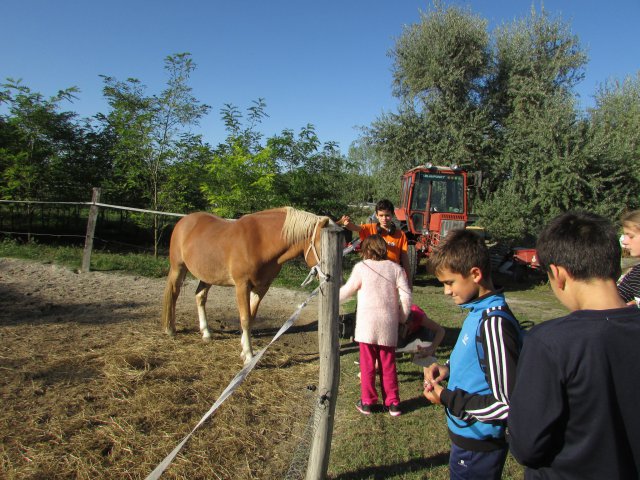 Állatok világnapja