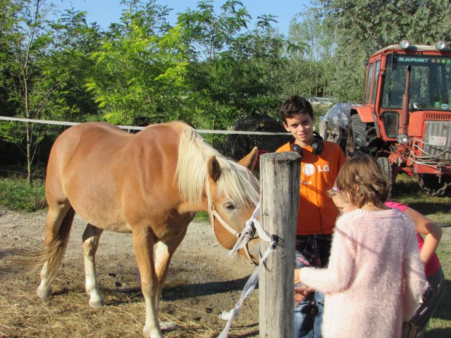 Állatok világnapja