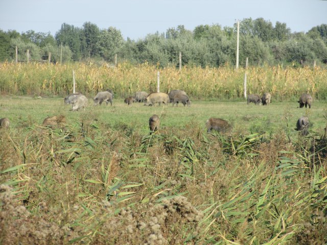 Állatok világnapja