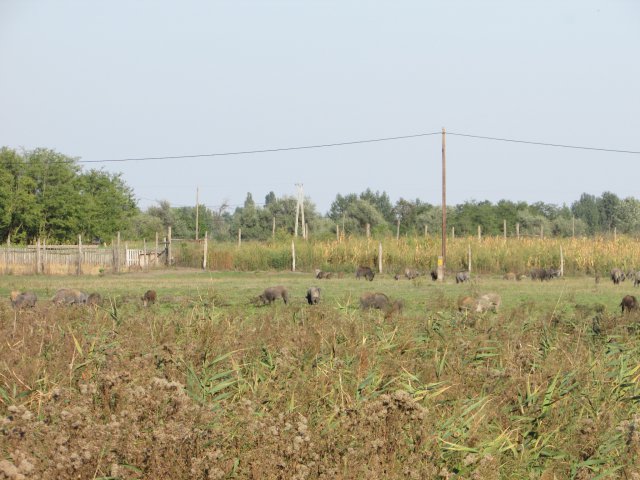 Állatok világnapja