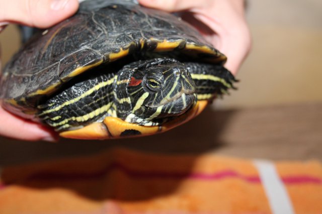 Állatok világnapja