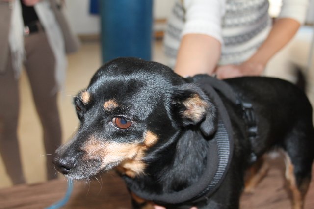 Állatok világnapja