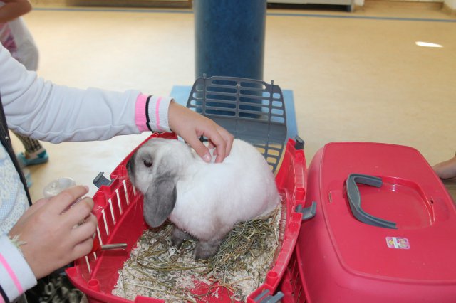 Állatok világnapja