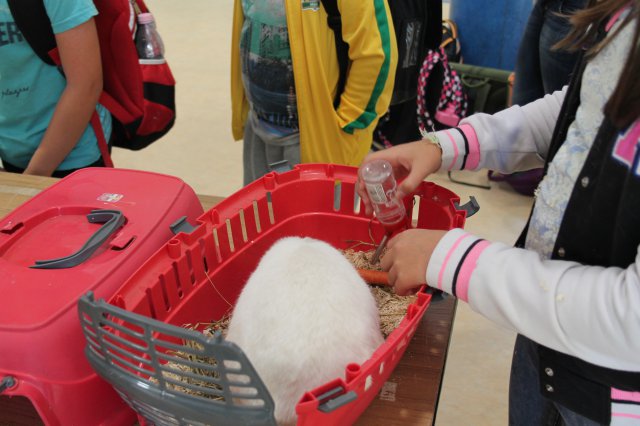 Állatok világnapja