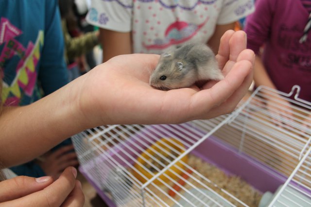 Állatok világnapja