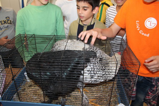 Állatok világnapja