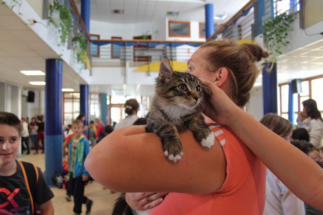 Állatok világnapja