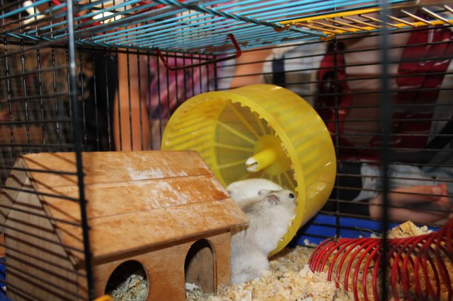 Állatok világnapja