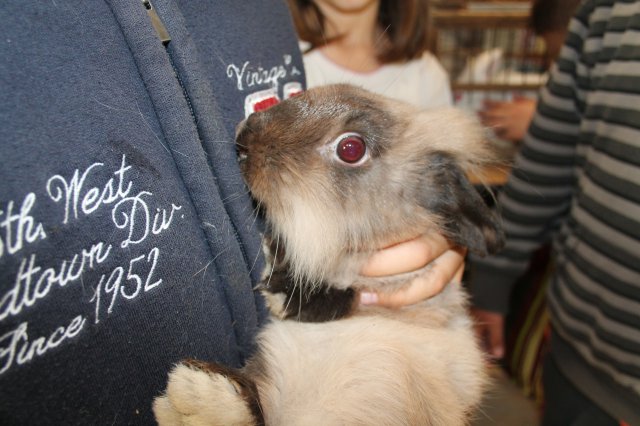 Állatok világnapja