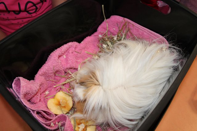 Állatok világnapja