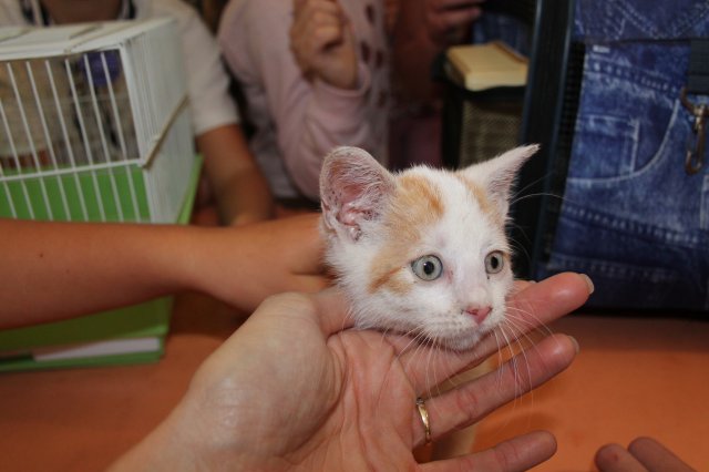 Állatok világnapja