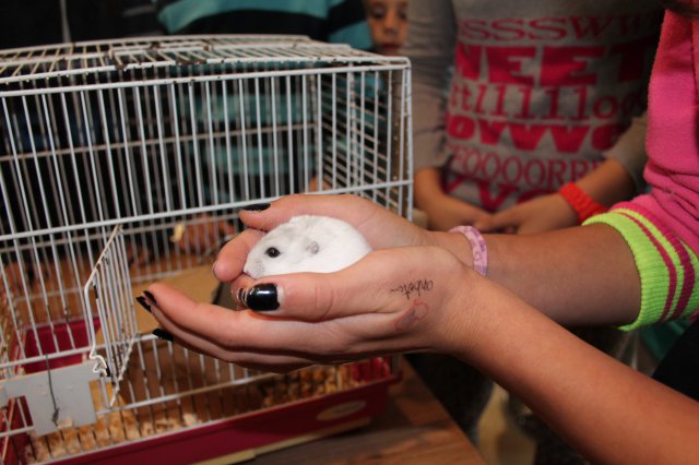 Állatok világnapja