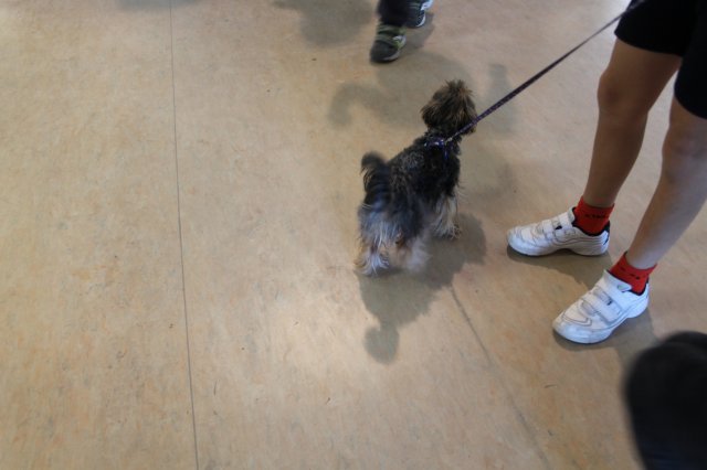 Állatok világnapja