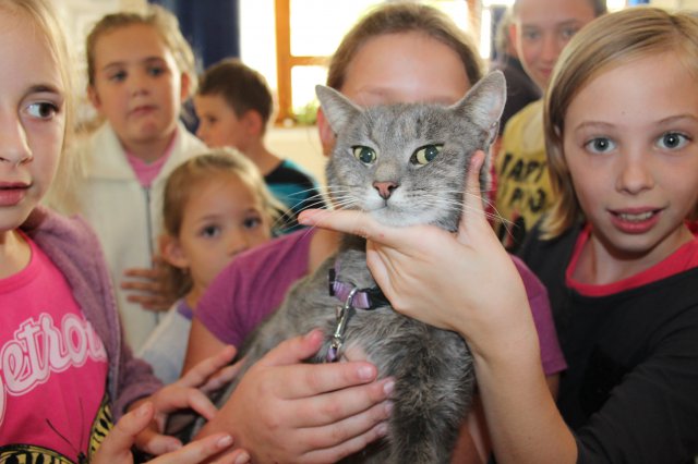 Állatok világnapja