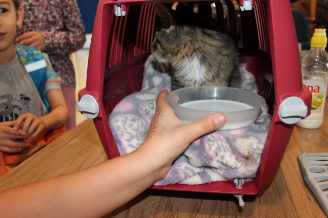 Állatok világnapja