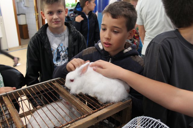 Állatok világnapja