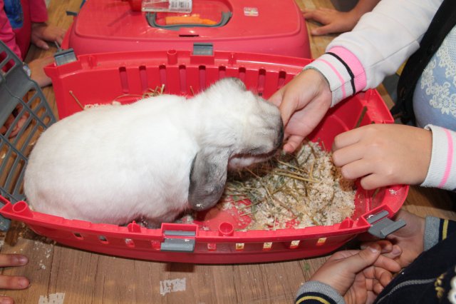 Állatok világnapja