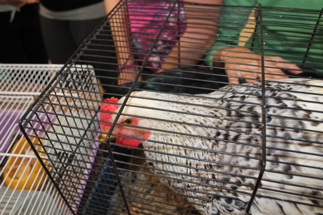 Állatok világnapja