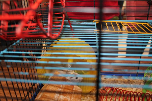 Állatok világnapja