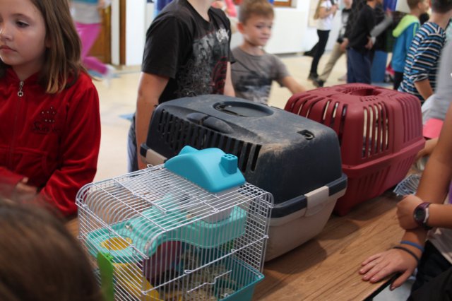 Állatok világnapja