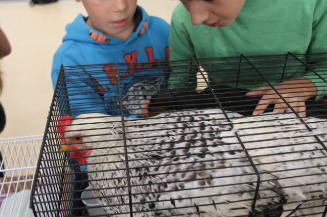 Állatok világnapja