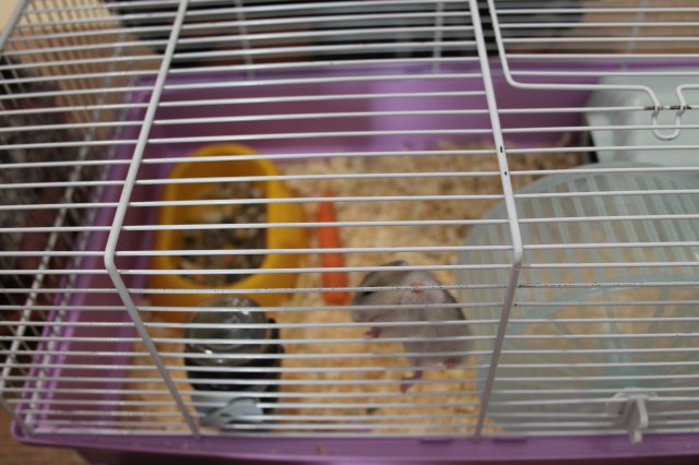 Állatok világnapja