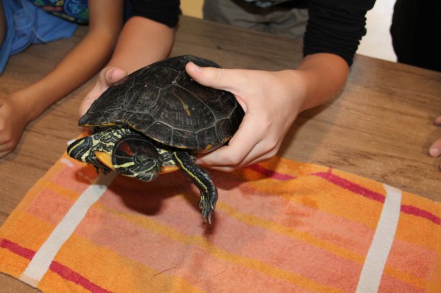 Állatok világnapja