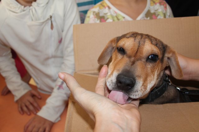 Állatok világnapja