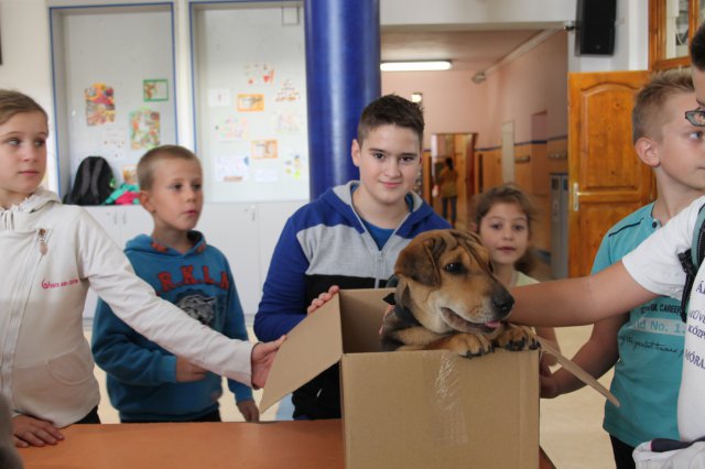 Állatok világnapja