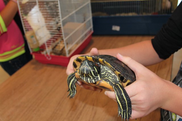 Állatok világnapja