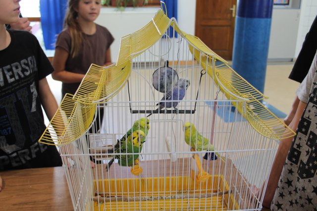 Állatok világnapja