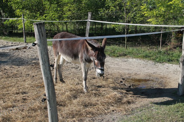 Állatok világnapja
