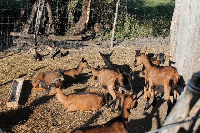 Állatok világnapja