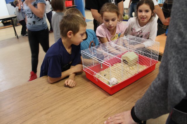 Állatok világnapja