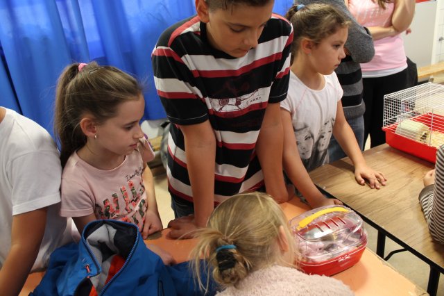 Állatok világnapja