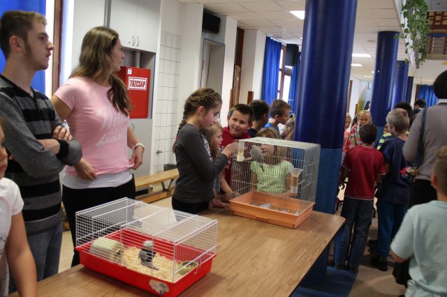 Állatok világnapja