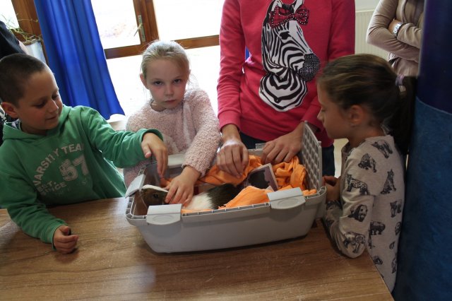 Állatok világnapja