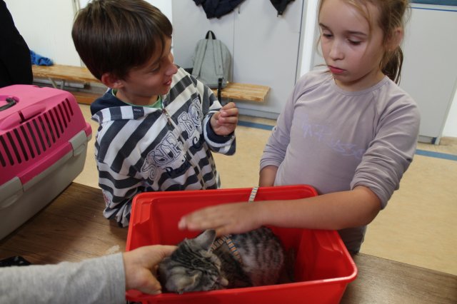 Állatok világnapja