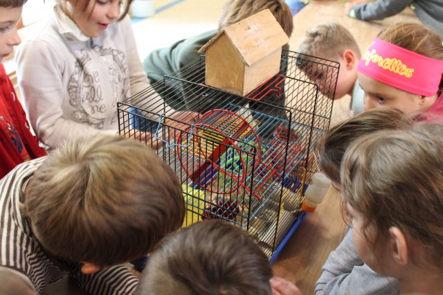 Állatok világnapja