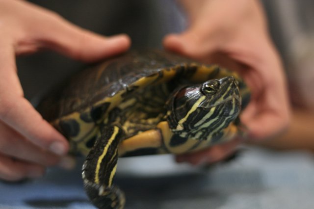 Állatok világnapja