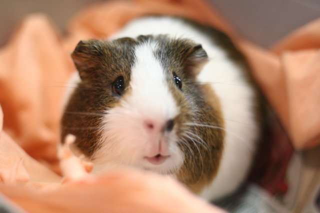 Állatok világnapja