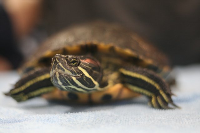 Állatok világnapja