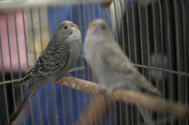 Állatok világnapja