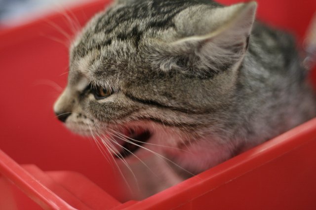 Állatok világnapja