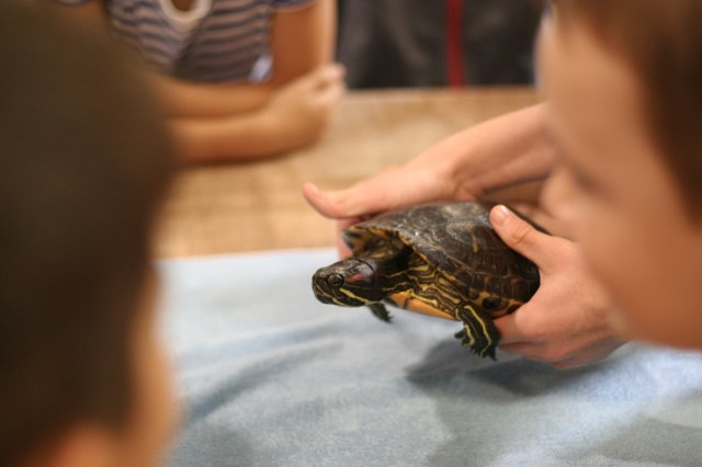 Állatok világnapja