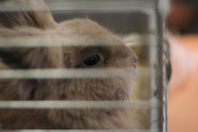 Állatok világnapja