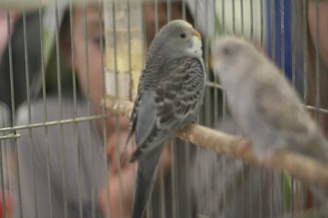 Állatok világnapja